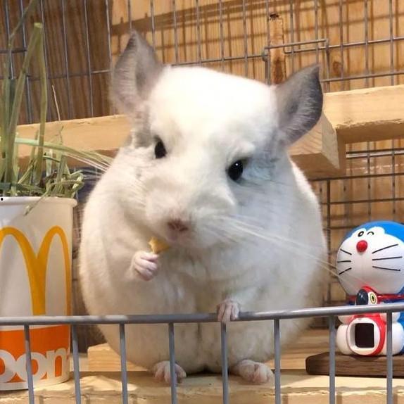 吃瓜娱乐龙猫,吃瓜娱乐中的治愈系萌宠传奇