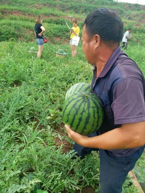 娱乐圈吃葡萄瓜,吃葡萄不吐葡萄皮，瓜中瓜事一网打尽